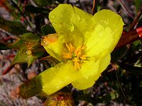 Hibbertia huegelii