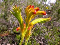 Anigozanthus humilis