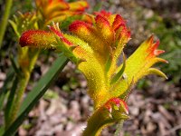 Anigozanthus humilis