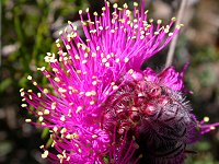 A Melaleuca, probably M.scabrum or M.filifolia