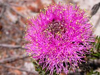 A Melaleuca, probably M.scabrum or M.filifolia