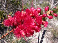 Verticordia grandis