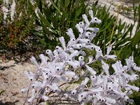 Conospermum crassinervium