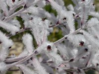 Conospermum crassinervium
