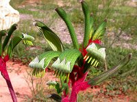 Anigozanthos manglesii