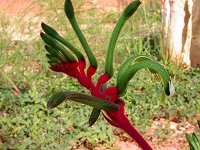 Anigozanthos manglesii