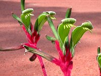 Anigozanthos manglesii