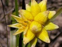 A Conostylis