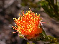 Eremaea beaufortioides