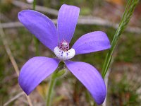 Cheiranthera filifolia - Five finger flower