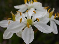 Burchardia umbellata