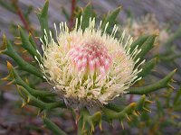 Probably Dryandra kippistiana
