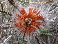 Probably a Dryandra after flowering