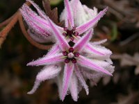 Probably a Lasiopetalum