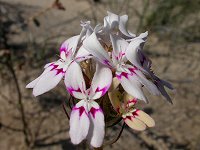 Stylidium crossocephalum