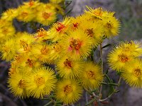 Verticordia nobilis
