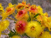 Verticordia nobilis