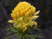 a Petrophile