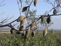 Xylomelum angustifolium - Woody pear