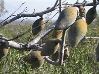 Xylomelum angustifolium - Woody pear