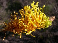 Grevillea eriostachya