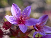 A Calytrix, probably Calytrix eneabbensis