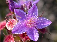 A Calytrix, probably Calytrix eneabbensis