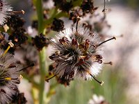 Stirlingia latifolia (in seed)
