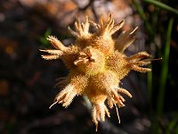 A Conostylis after flowering