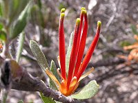 Lambertia multiflora