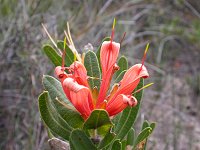Lambertia multiflora