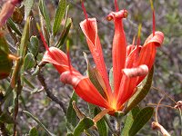 Lambertia multiflora