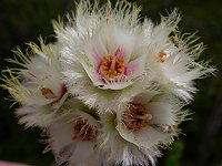 Verticordia ovalifolia
