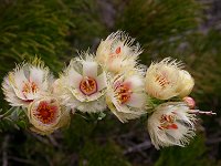Verticordia ovalifolia