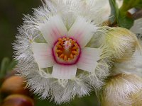 Verticordia ovalifolia
