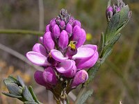 Comesperma virgatum