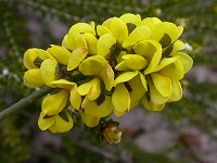 Glischrocaryon flavescens
