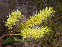 Grevillea shuttleworthiana