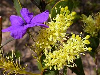 Grevillea shuttleworthiana and another flower