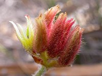 Conostylis setigera (?)