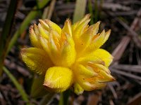 A Conostylis