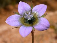 Wahlenbergia capensis (origin - South Africa... ?)