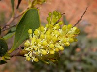 Grevillea shuttleworthiana