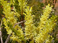 Grevillea shuttleworthiana