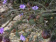 Darwinia neildiana & a Dampiera