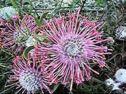 Isopogon divergens