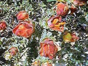 Geleznowia verrucosa