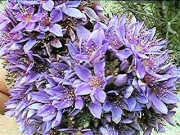 A Calytrix, probably Calytrix eneabbensis