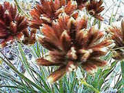 Conostylis setigera