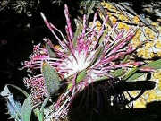 Isopogon linearis